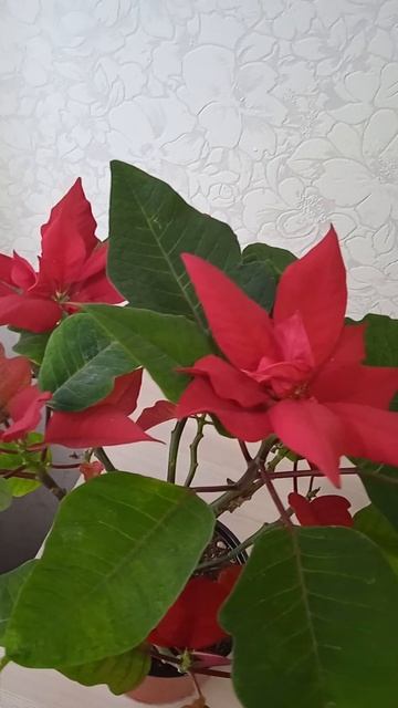 Как заставить цвести Пуансеттию красную