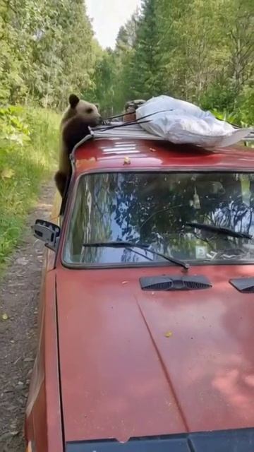 Опять пискун нас напугал.