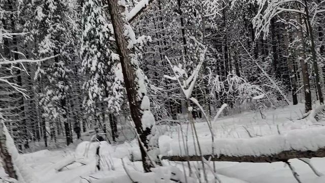 Белый лес, все ещё: реконструкция происходящего вокруг "плана Трампа" по Украине. Встречный план 🤔