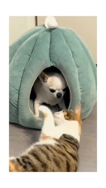 Хитрый котик 😻😘🐶🤩😉