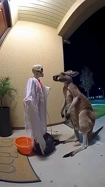 Кенгуру и хелуин