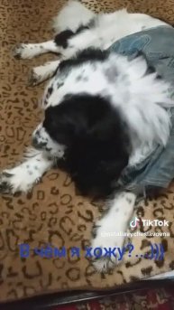 Такой ответственный!...)))