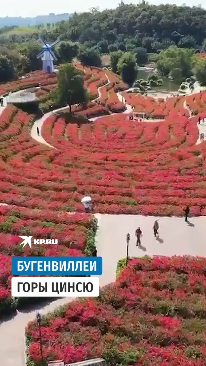 Бугенвиллеи горы Цинсю