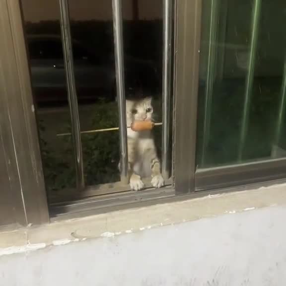 #смехиужас #вируснаяволна #lovecats #прикольныеистории #мемыспорты #потрясное #скетчи #catrelax