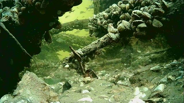 1000004927.mp4Волга гл.2м.25.11.2025г.