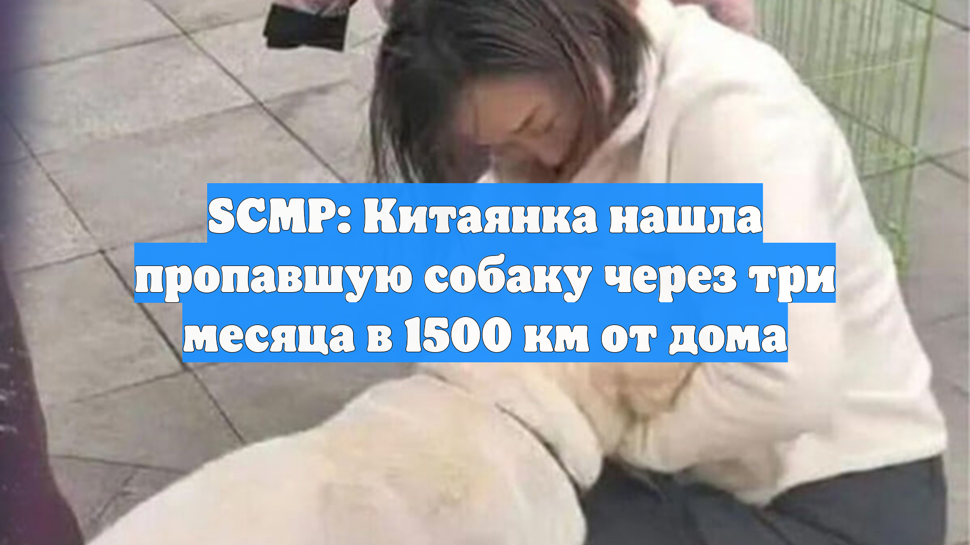 SCMP: Китаянка нашла пропавшую собаку через три месяца в 1500 км от дома