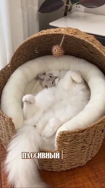 Котик кайфует 🐈😍😻😘☺️