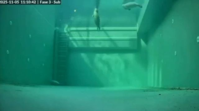 А вот так спят тюлени 🦭 🧐 😇