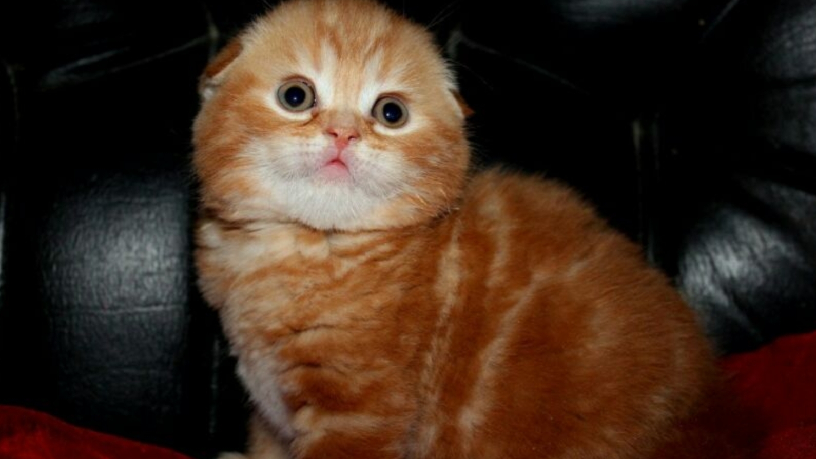 МИЛЕНЬКИЕ ЖИВОТНЫЕ (НЕ ЗНАЮ ПОЧЕМУ НЕ ФОРСАКЕН)