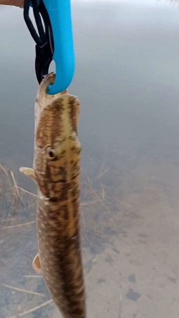 Ноябрьская щучка за 5 дней до зимы.