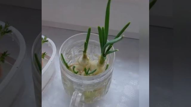 Ролик домашний огород