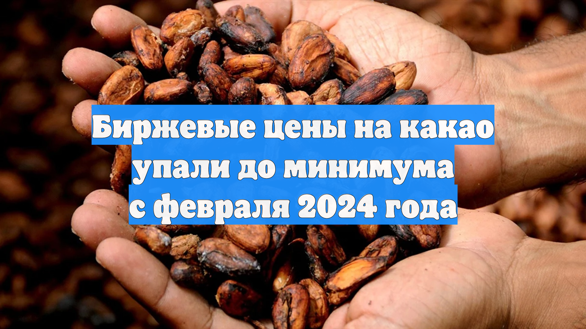Биржевые цены на какао упали до минимума с февраля 2024 года