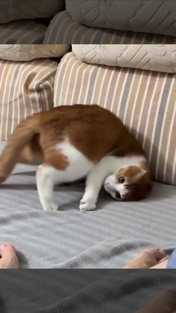 Общество: котики - это символ элегантности, независимости и интеллекта, мастера наблюдательности ...