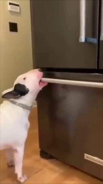 Бульдоги — модники в авто!