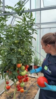 ТОМАТ БИГ БИФ