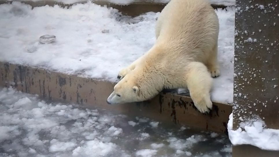 Медвежата Белка и Стрелка успевают покататься по льду, поваляться в снегу, поплавать среди льдинок.