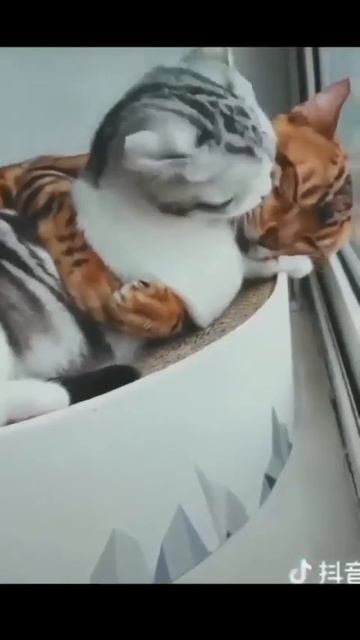 Милое кошачье семейство 😻😘🥰🤩😚