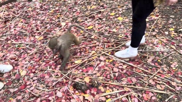 Приехала Анфиса и НАЧАЛСЯ КИПИШЬ! Анфиса не знает за что хвататься, за маму, за Дениса или ЗА ЕДУ!