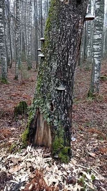 Здесь поработал дятел. Кормушка дятла.