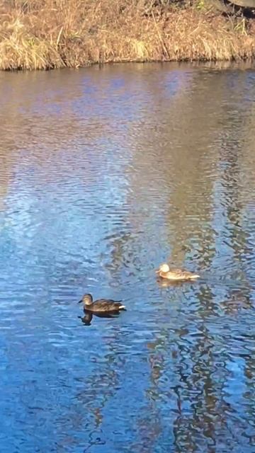 Утиный променад