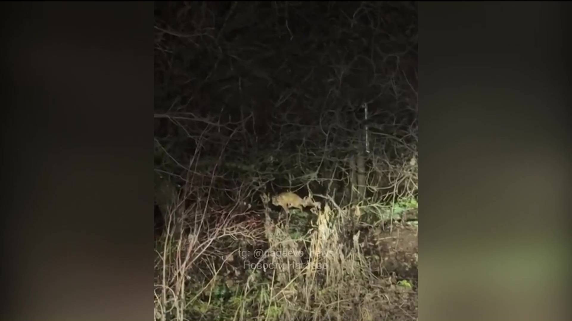 Возле дороги под Уфой заметили лисицу