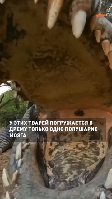 За 200 миллионов лет.