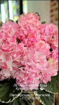 🐇❤️ЛЕ-Английская Роза. Не крупные плотно сбитые цветы-розочки редкой округлой формы с бронзовыми