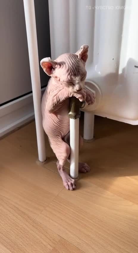 #животные #Милые #видео