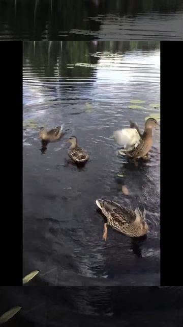 Ленобласть.15.07.2024. Часть 69. Утята. На ужин приплыли 4  утят из 7. Вчера были слышны выстрелы