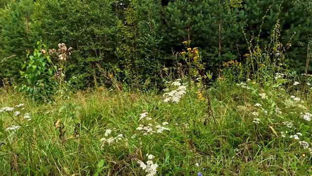 Порог предательства.