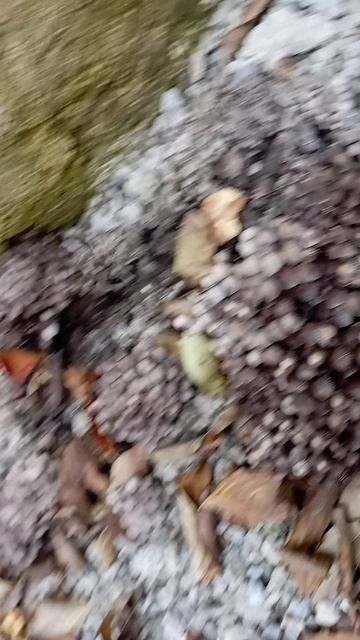 Грибы на даче😱