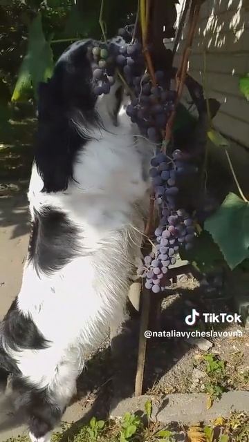 Не ешьте виноград...)))