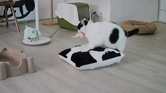 Зачем ты угнетаешь свой народ?👀