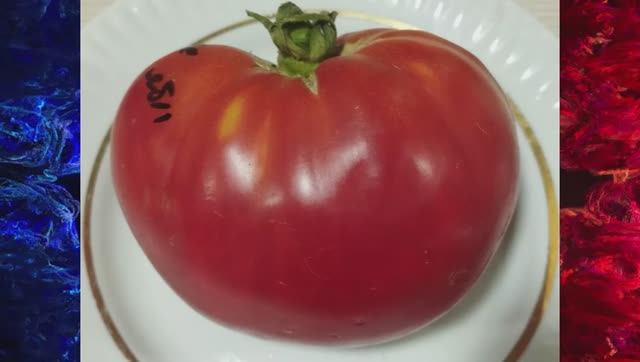 Каталог томатов на 2026 год. Часть 9. г. Киров  т. 89229284031