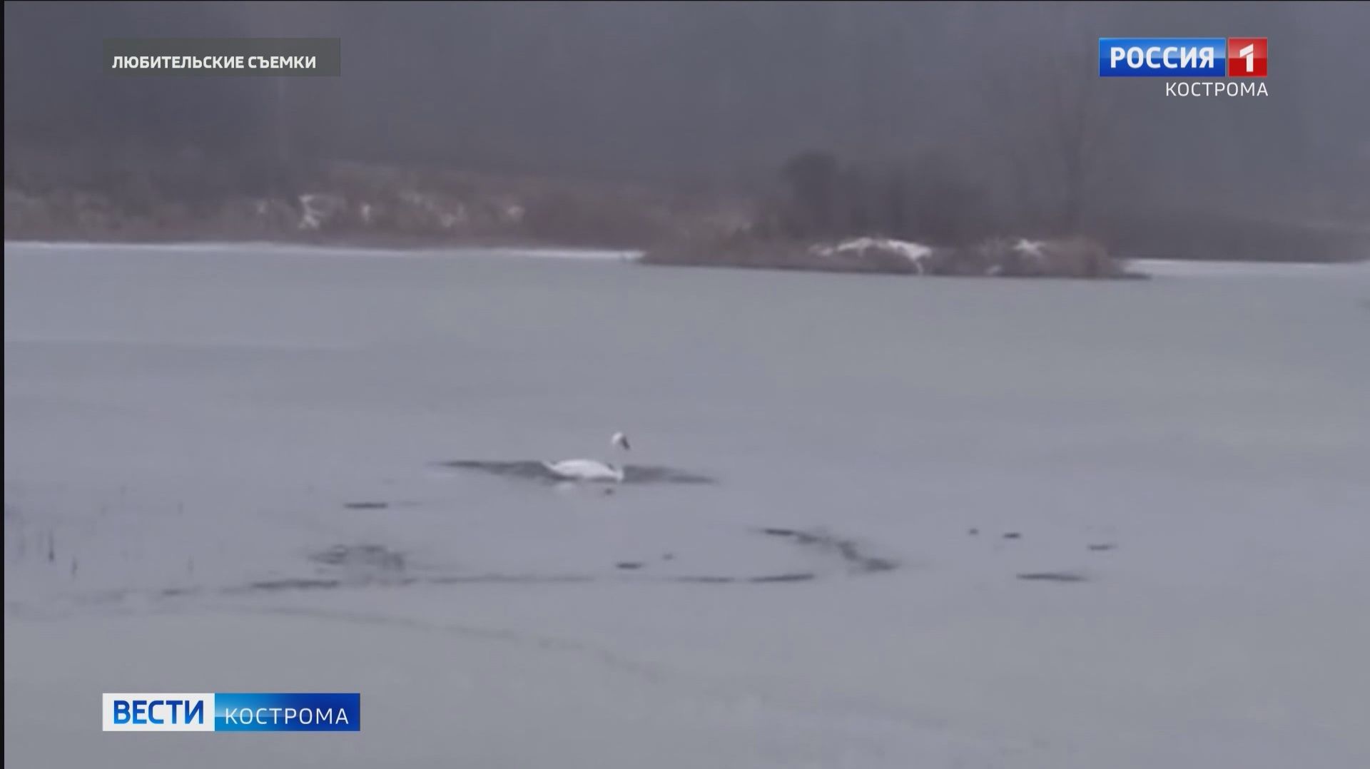 Одинокий лебедь попал в ледовый плен на костромском озере