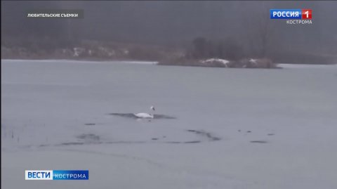 Одинокий лебедь попал в ледовый плен на костромском озере