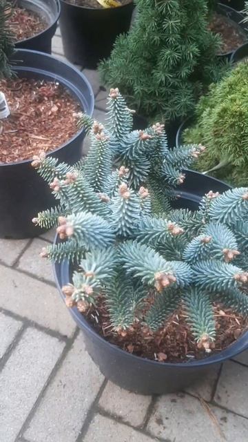 ❤🌲Пихта испанская Хорстман
✔Продажа растений в телеграм канале:
https://t.me/love_is_hvoiny_dvorik