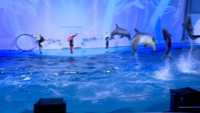 Премьера нового шоу роботов в Океанариуме!