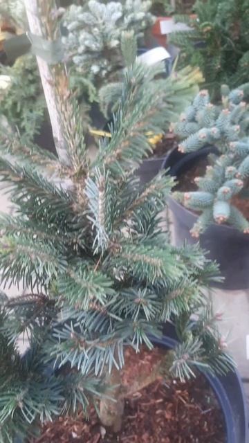 ❤🌲Ель Корейская Пунгсаненсис
✔Продажа растений в телеграм канале:
https://t.me/love_is_hvoiny_dvorik