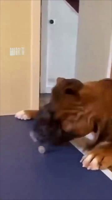 Игривое утро: Пёс и его любимая игрушка