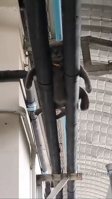 Котики спят в необычных местах 😻😉😴🥰😘