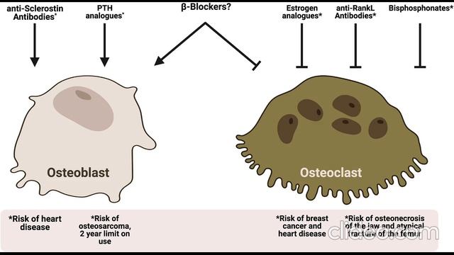 Небиволол спасает кости: взаимосвязь между ремоделированием костей и энергетическим метаболизмом