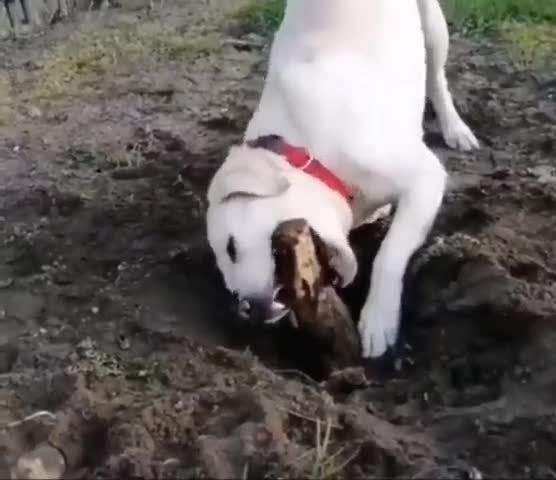 Отличный помощник на даче!🙂