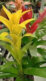 Гузмания: откуда родом эффектный комнатный цветок