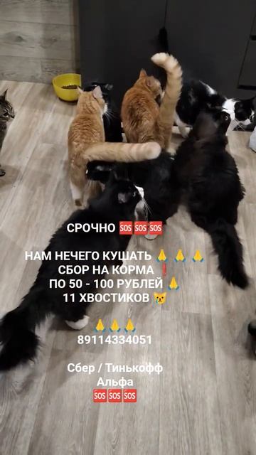 Люди помогите пожалуйста усатым 😿🙏🆘🆘🆘🆘🆘🆘🆘🆘🆘🆘🆘🆘🆘🆘