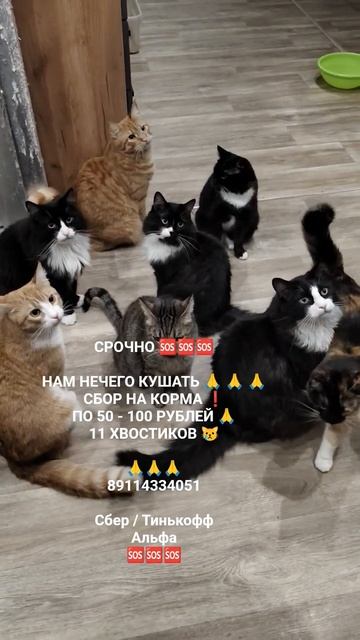 ПОМОГИТЕ СОБРАТЬ НА КОРМА 🙏🆘🆘🆘