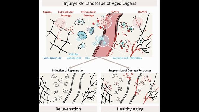 Старение - рана, которая никогда не заживает