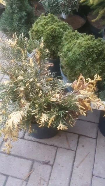 ❤🌲Микробиота Клоудед Карпет
✔Продажа растений в телеграм канале:
https://t.me/love_is_hvoiny_dvorik