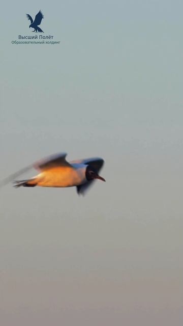 Высший полет