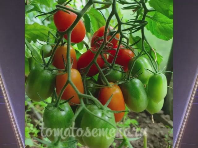 Томаты Польской селекции. Новинки 2025 года. Часть 2. т. 89229284031